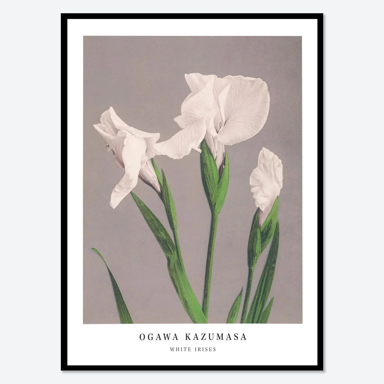 Kazumasa Ogawa - Bouquet of White Iris