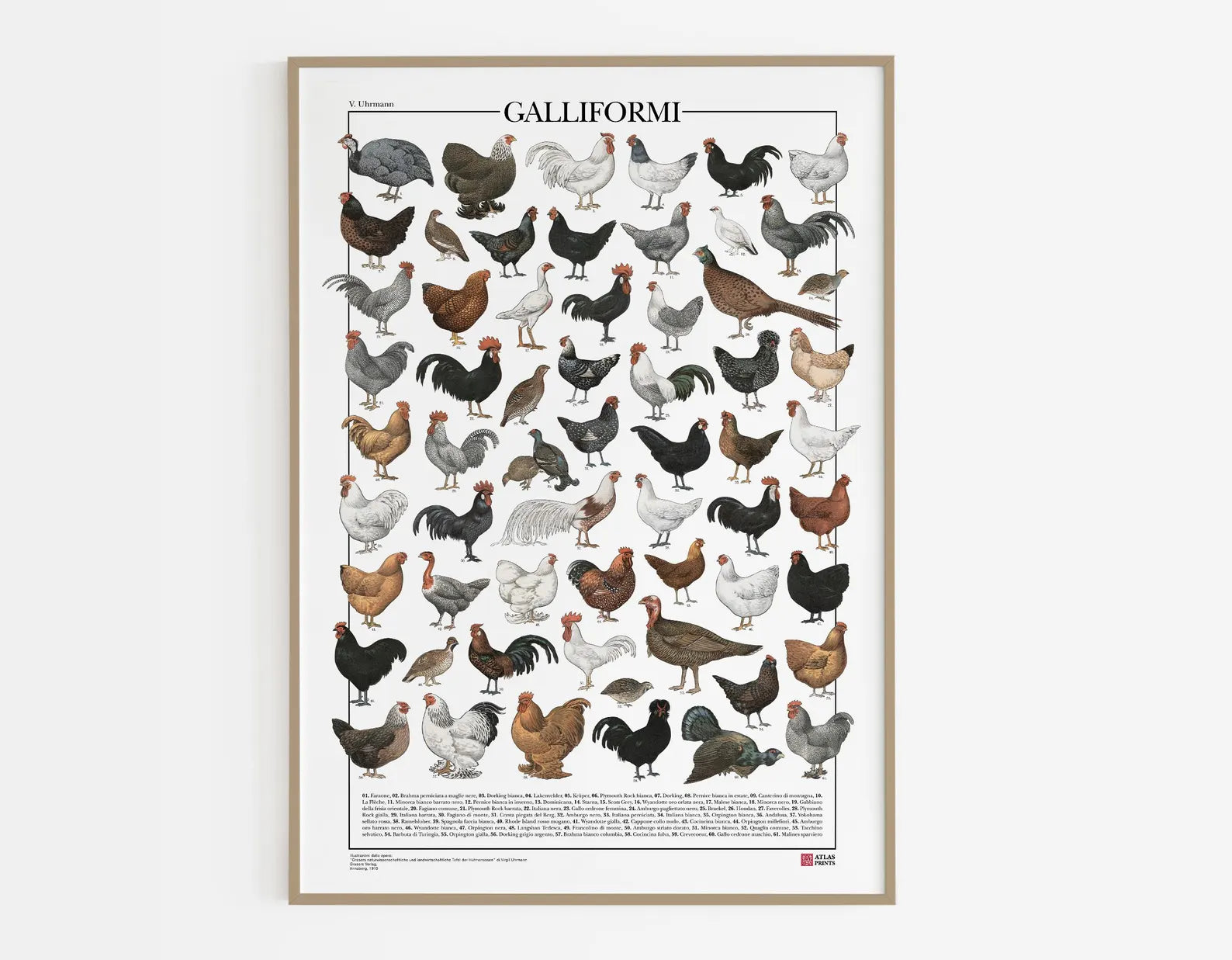The Atlas of Galliformes