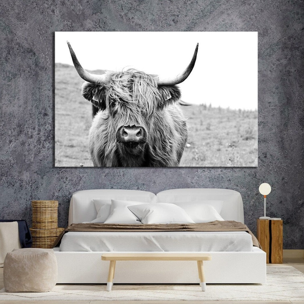 Scottish Highland bull